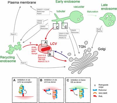 Formation of the Legionella Replicative Compartment at the Crossroads of Retrograde Trafficking